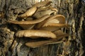 Fungii on bark Royalty Free Stock Photo