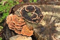 Fungii on stump Royalty Free Stock Photo