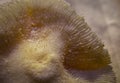 Mushroom Coral Fungiidae Royalty Free Stock Photo