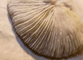 Mushroom Coral Fungiidae Royalty Free Stock Photo