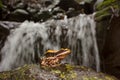 Fungoid Frog, Hylarana malabarica, habitat shot, Mulshi