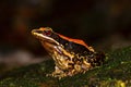 Fungoid Frog, Hylarana malabarica, Mulshi, Pune District, Maharashtra