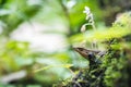 Fungoid frog, Hylarana malabarica Royalty Free Stock Photo