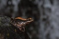 Fungoid Frog sitting on the rocks