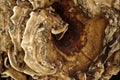 Fungus Royalty Free Stock Photo
