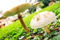 Fungus Royalty Free Stock Photo