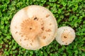 Fungus Royalty Free Stock Photo