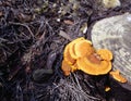 Fungus