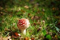 Fungus Amanita Muscaria aka Fly Agaric red orange with white flecks poisonous in New Forest UK Royalty Free Stock Photo
