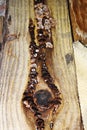 Fungus attack on construction wooden beam