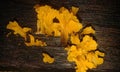 Fungus background