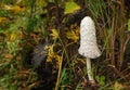 Fungus beetle in the autumn forest