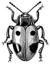 Fungus beetle I Antique Animal Illustrations Royalty Free Stock Photo