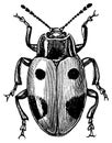 Fungus beetle I Antique Animal Illustrations