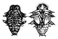 Fungus Beetle Pupa, vintage illustration