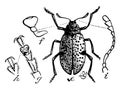 Fungus Beetle, vintage illustration