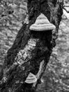 Fungus on Birch Tree Trunk Detail Royalty Free Stock Photo