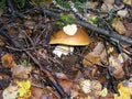 Fungus Boletus edulis Bull.