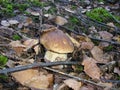 Fungus Boletus edulis Bull