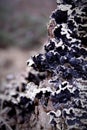 Fungus CloseUp, Abstract Nature Background Motive