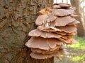 Fungus comes in a lot of varieties. This is a a good example which one can find in the forest during autumn, Royalty Free Stock Photo