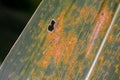 Orange corn rust fungus on leaf of cornstalk. Royalty Free Stock Photo