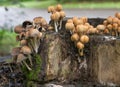 Fungus Coprinus flicker Coprinus micaceus on old stump.