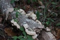 Fungus on Dead Fall Log