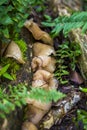 Fungus on decaying wood. Bracket fungus on tree bark. Lamellar fungus texture of oyster mushrooms growing on green moss fallen log