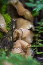 Fungus on decaying wood. Bracket fungus on tree bark. Lamellar fungus texture of oyster mushrooms growing on green moss fallen log