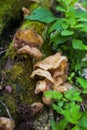 Fungus on decaying wood. Bracket fungus on tree bark. Lamellar fungus texture of oyster mushrooms growing on green moss fallen log Royalty Free Stock Photo