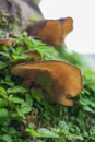 Fungus on decaying wood. Bracket fungus on tree bark. Lamellar fungus texture of oyster mushrooms growing on green moss fallen log