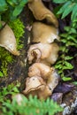 Fungus on decaying wood. Bracket fungus on tree bark. Lamellar fungus texture of oyster mushrooms growing on green moss fallen log