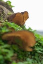 Fungus on decaying wood. Bracket fungus on tree bark. Lamellar fungus texture of oyster mushrooms growing on green moss fallen log