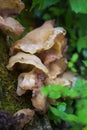 Fungus on decaying wood. Bracket fungus on tree bark. Lamellar fungus texture of oyster mushrooms growing on green moss fallen log