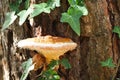 Fungus with drops dew on a trunk, sant mauricio