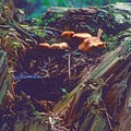 Fungus on fallen tree trunk Royalty Free Stock Photo