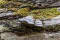 Fungus and moss on the bark of a fallen tree Royalty Free Stock Photo