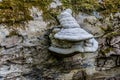 The fungus and texture of tree bark Royalty Free Stock Photo