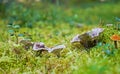 Fungus family Royalty Free Stock Photo