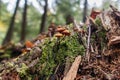 Fungus Family - Presque Isle River, Michigan Royalty Free Stock Photo