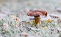 Fungus in the frozen grass in the autumn