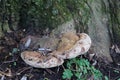 The fungus Ganoderma applanatum grows in January. Berlin, Germany, Europe. Royalty Free Stock Photo
