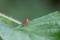 Fungus gnat perched on green leaf waiting for a good place to land