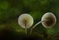 Fungus on Grass Royalty Free Stock Photo