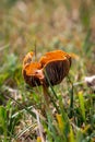A fungus growing on Dartmoor, with a shallow depth of field Royalty Free Stock Photo