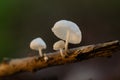 Fungus growing on decaying wood Royalty Free Stock Photo