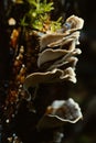 Fungus growing on a log at Russel falls Tasmania.