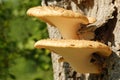 Fungus growing on a tree Royalty Free Stock Photo