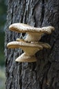 Fungus growing on tree Royalty Free Stock Photo